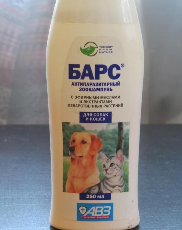 Барс Барс
